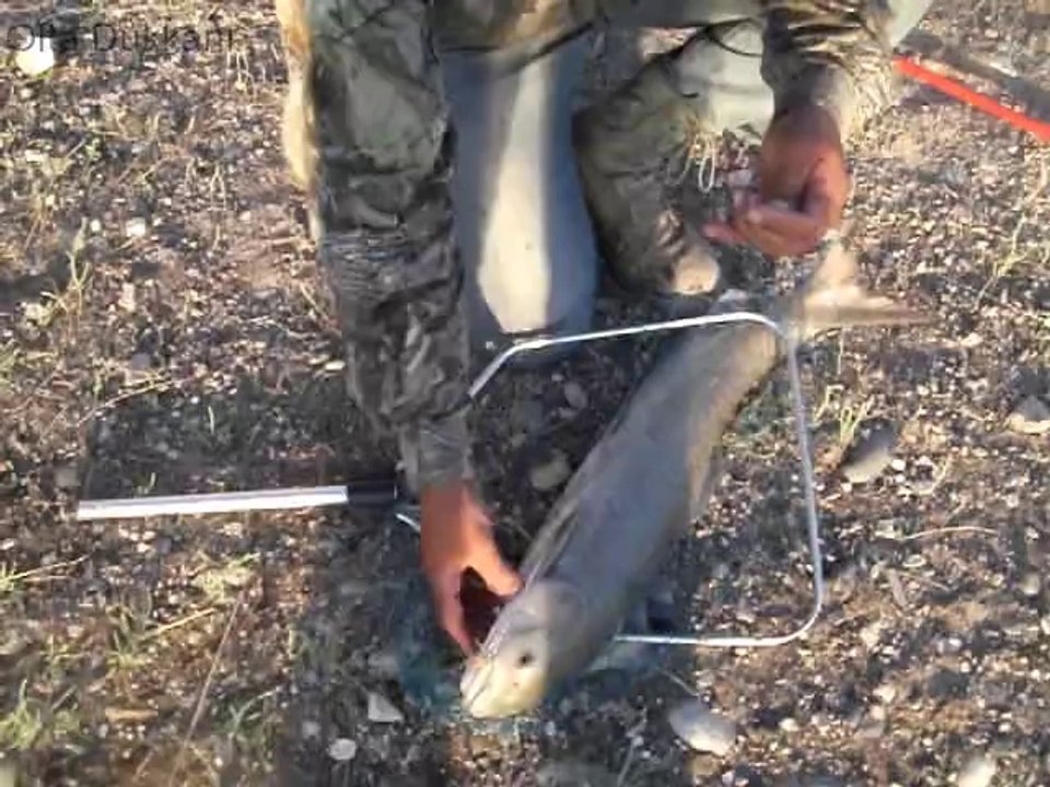 Şabut balığı avımız Gürol ERMİŞ