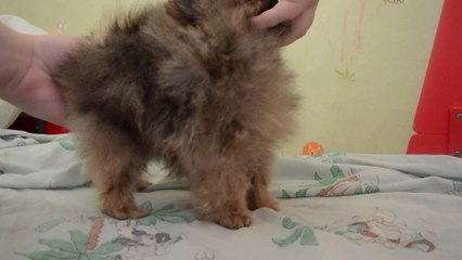 Spitz Pomeranian JAnaki