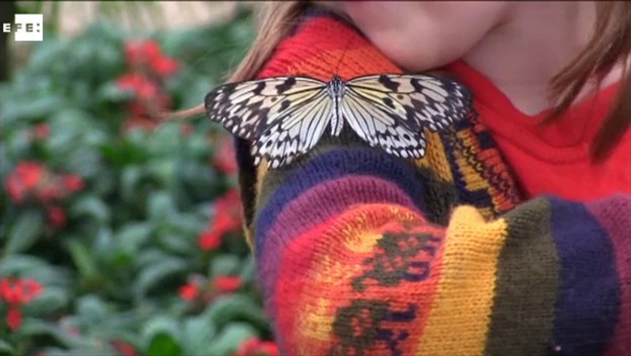 Niños y mariposas celebran la llegada de la primavera en el Museo de Historia Natural