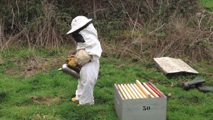 1403 les abeilles de raphael2