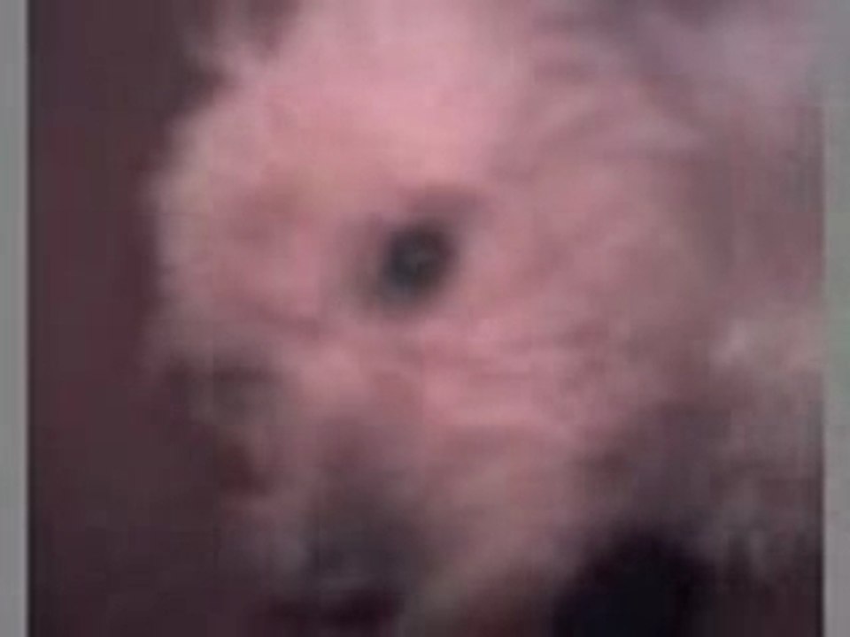 dora mon chien à moi