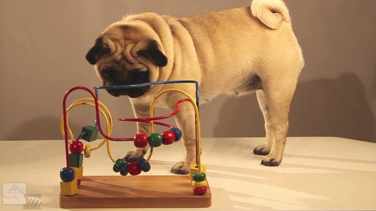 TOY CRITIC PUG
