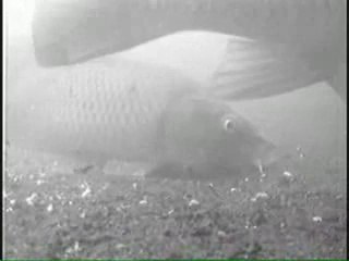 Sazan Dipte Yemleniyor Gürol ERMİŞ