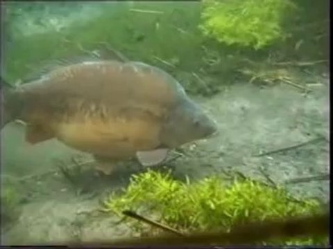 Sazan balığı dipte beslenme şekli Gürol ERMİŞ