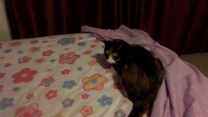 Crazy Cat Fights Girl Over Making Bed