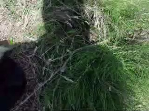 Sazan Avı Gürol ERMİŞ