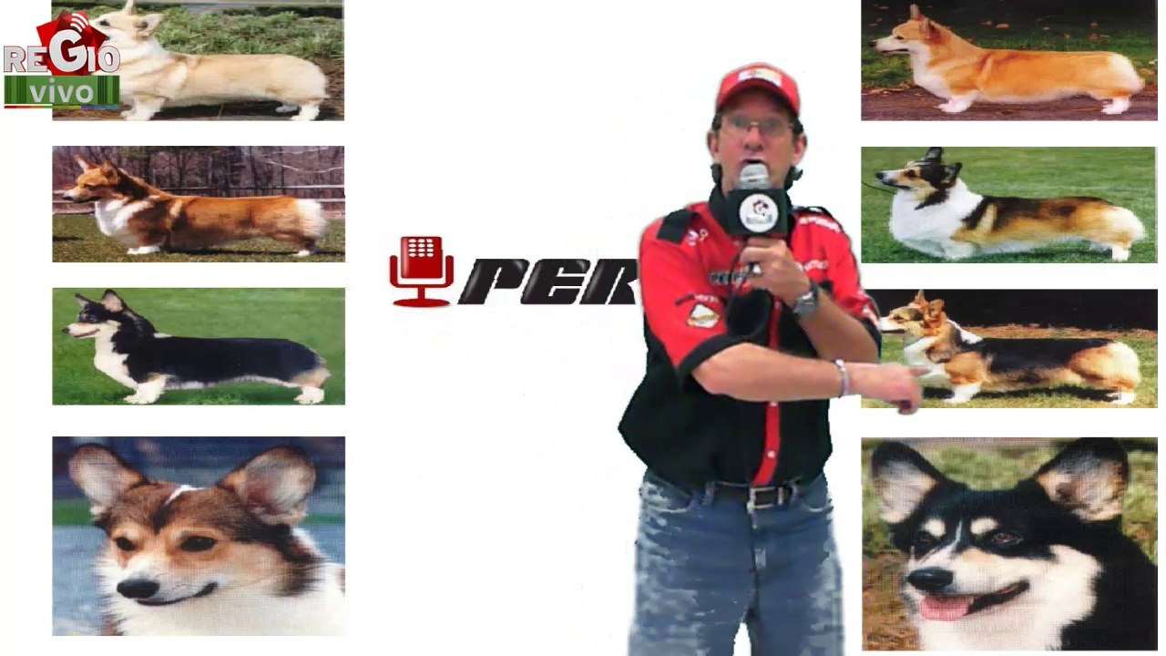 14. Perros Al Aire. Welsh Corgi Pembroke