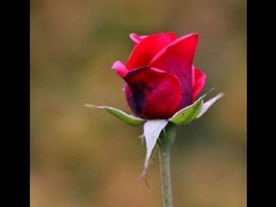 istanbul fatihde kurşun döken hocalar,kurşun dökme yorumları, kurşun dökme duası, islamda kurşun dökme,