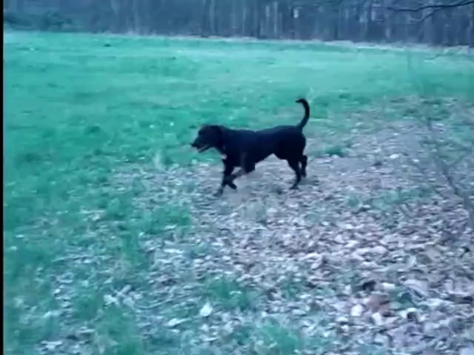 Yok au bois bois petite musique ou comment un chien terrorisé devient un dominant rigolo.