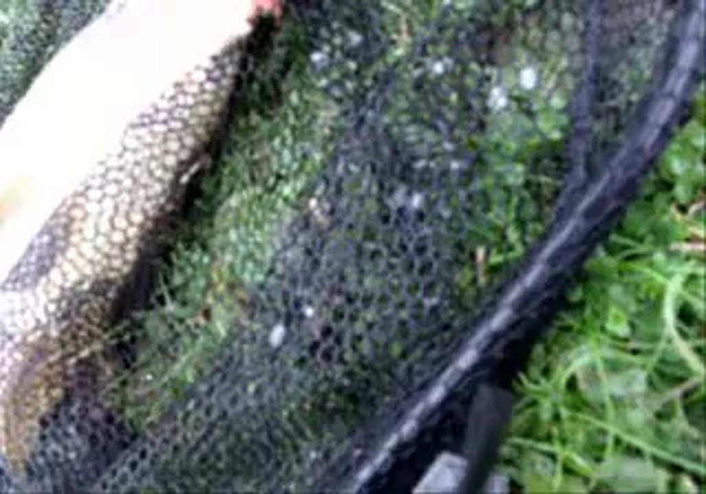 Sazan Avı Gürol ERMİŞ