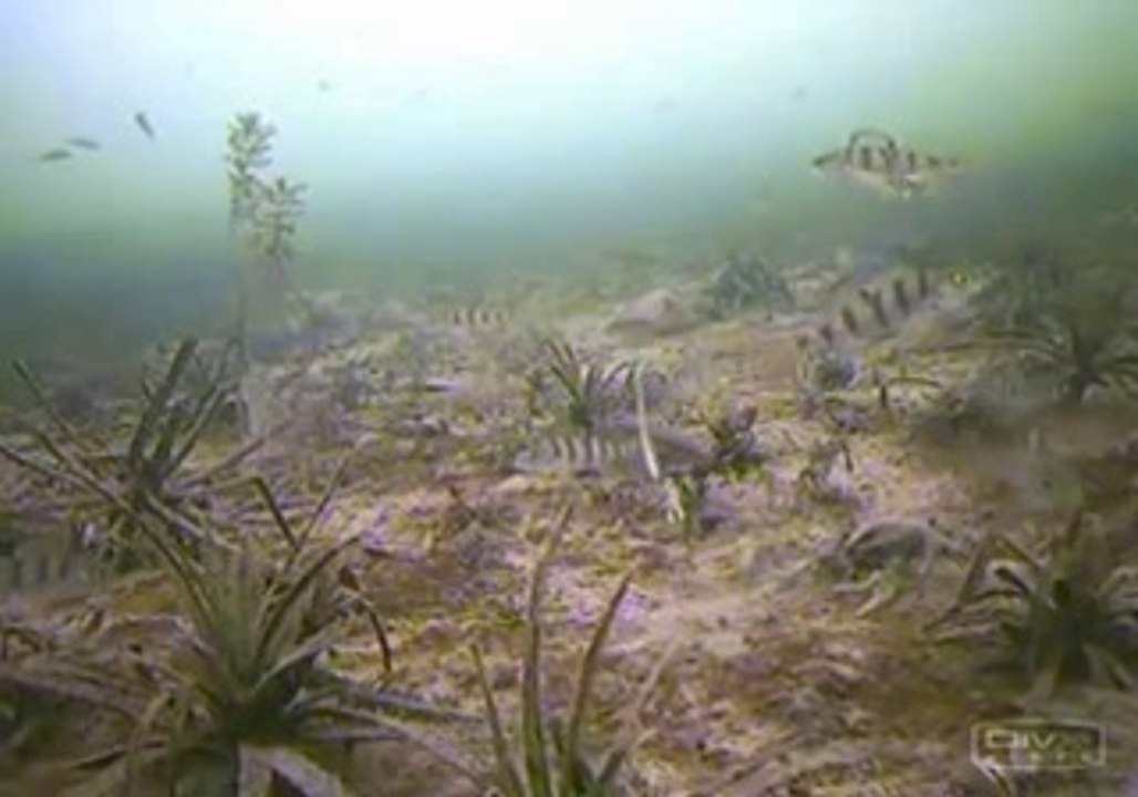 Ya Meraktan Ya da Kaşıktan