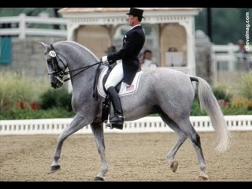dressage