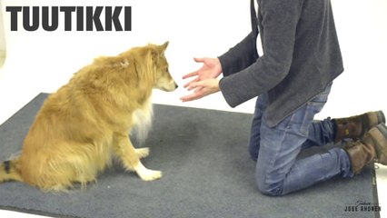 Tour de magie à des chiens (Part 2)