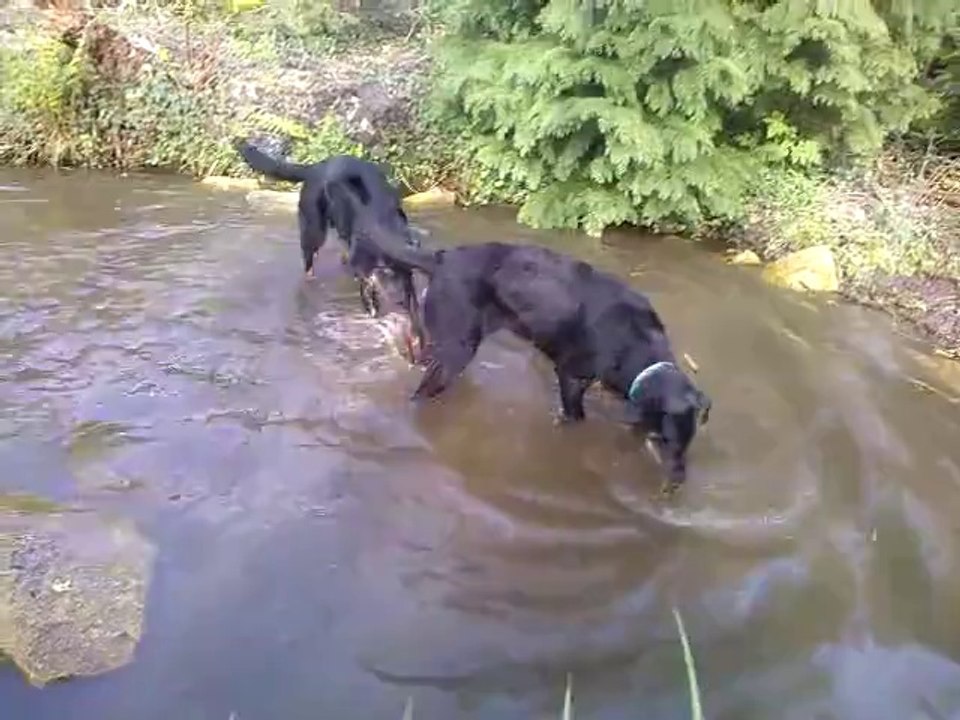 Iro et Izel dans l'eau