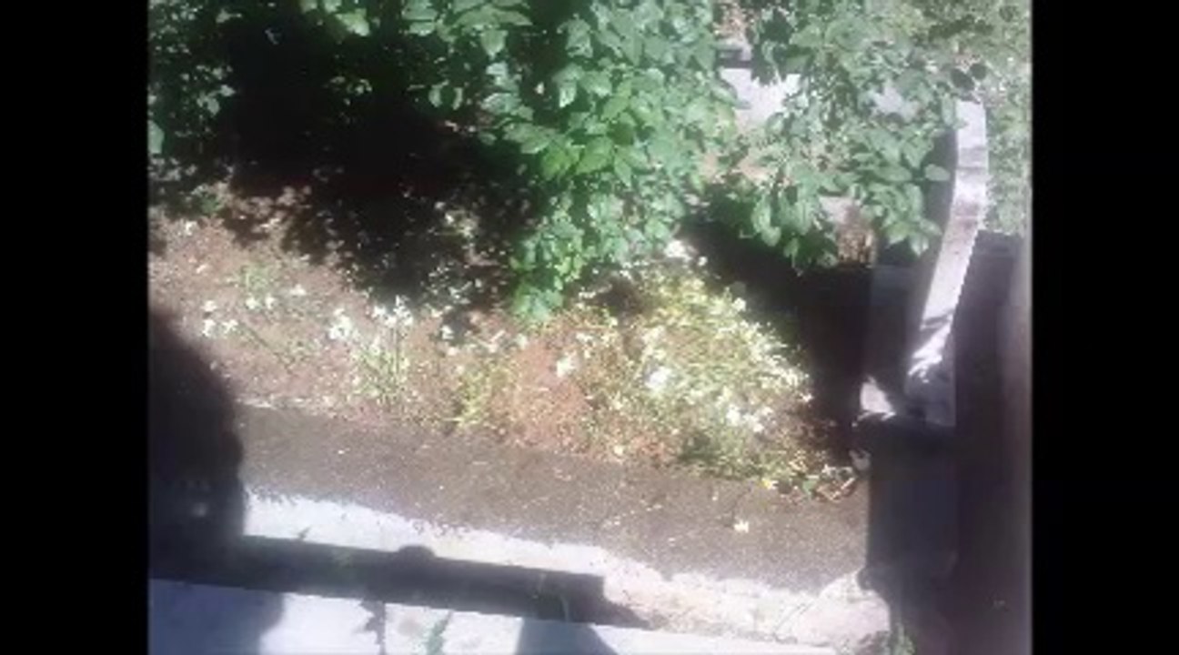 Can Bedenden Çıkmayınca - Barış Manço