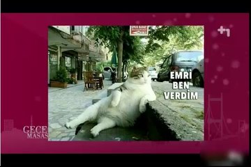 Tuluhan Tekelioğlunun kedisi trafoya girmemiş