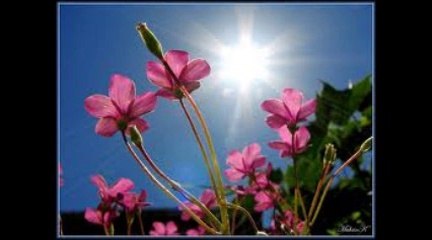 Çaresizim - Ahmet Özhan