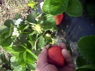 Didim Taşburunda Ali Olgun Cilekleri 2014