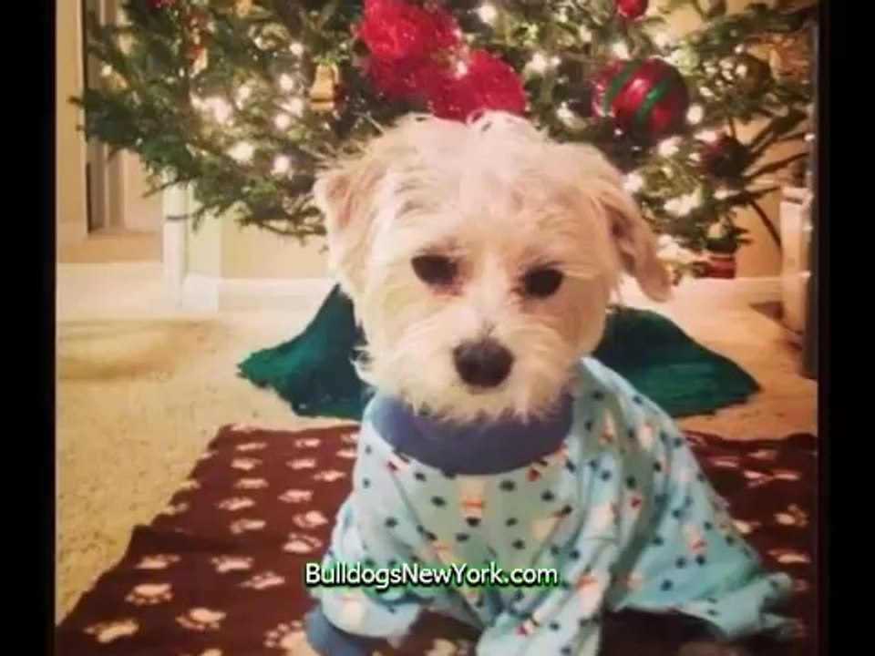 Cute Animals