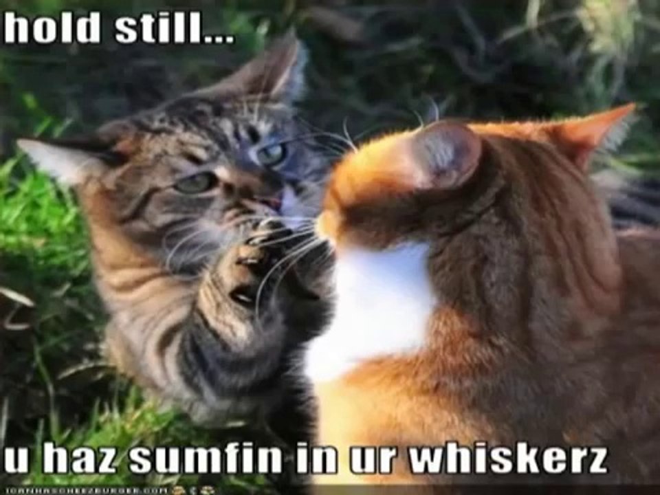 Very Funny Cats #2