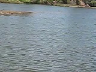 avistamiento pato 2 , maitencillo