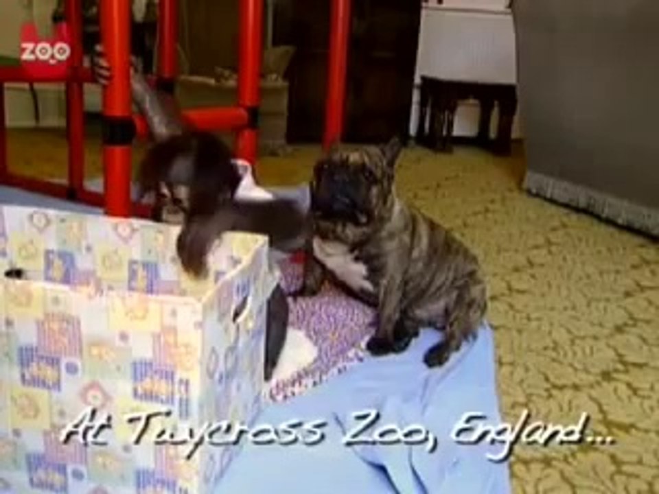 Bulldog kisses Orangutan#3