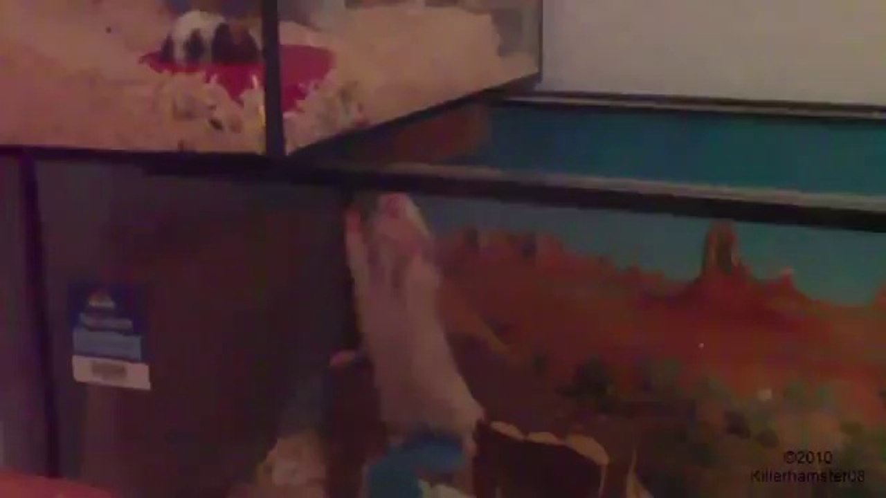 Bodybuilder hamster#4