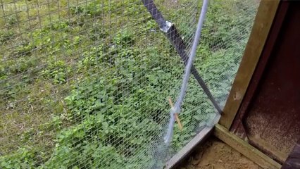 Akıllı Karga yollardan geçip yemine ulaşıyor :)