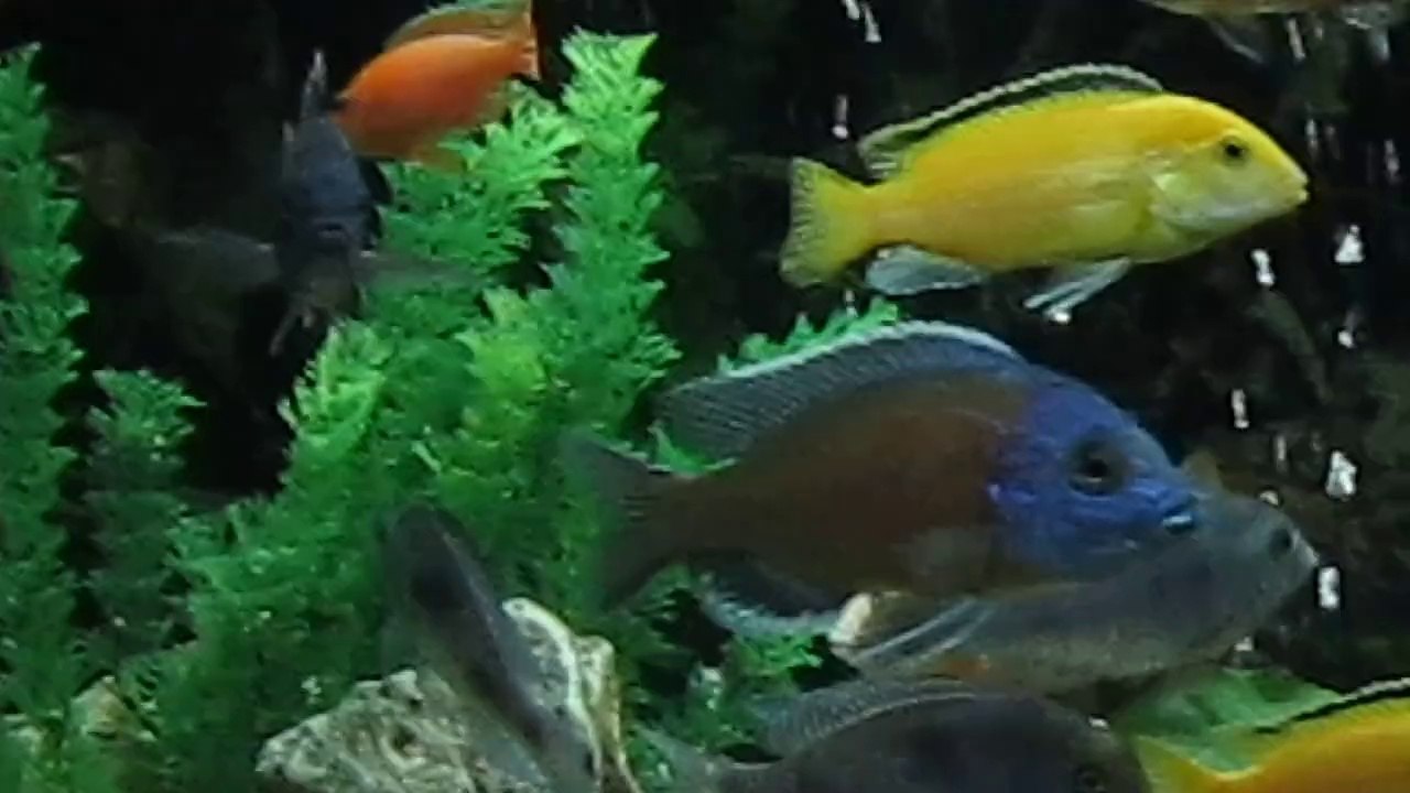 malawi akvaryum 1....