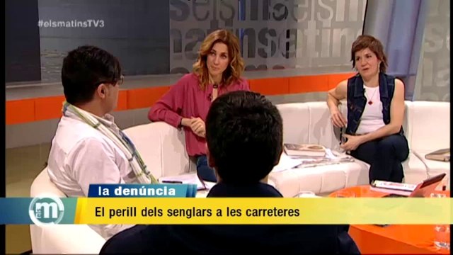 TV3 - Els Matins - Denúncia pel perill dels senglars a les carreteres
