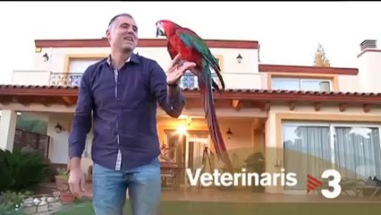 TV3 - Dissabte a les 15.40 - "Veterinaris"