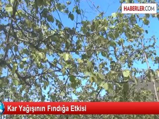 Kar Yağışının Fındığa Etkisi