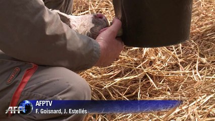 SMS para vigilar a las vacas