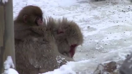 Baby snow monkeys#6