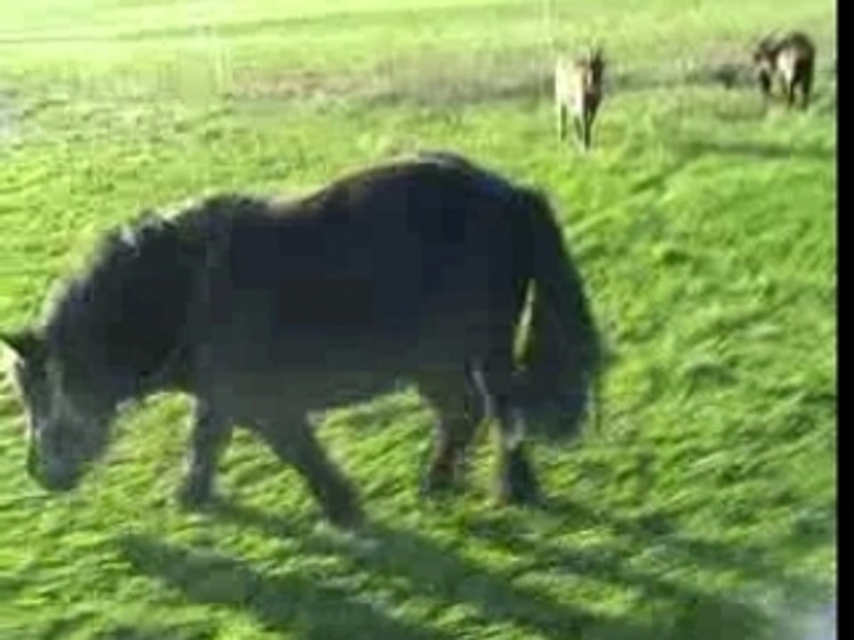 Gros poney qui broute