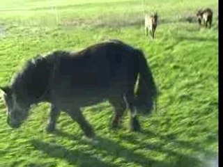 Gros poney qui broute