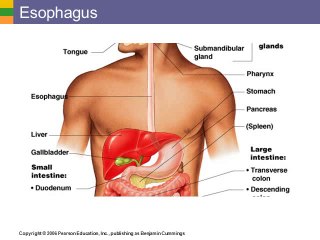 Digestive System Anatomy Lecture