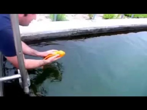 Man playing with a fish.... Like a dog!