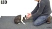 Magic tricks for Dogs (2)... Funny reactions