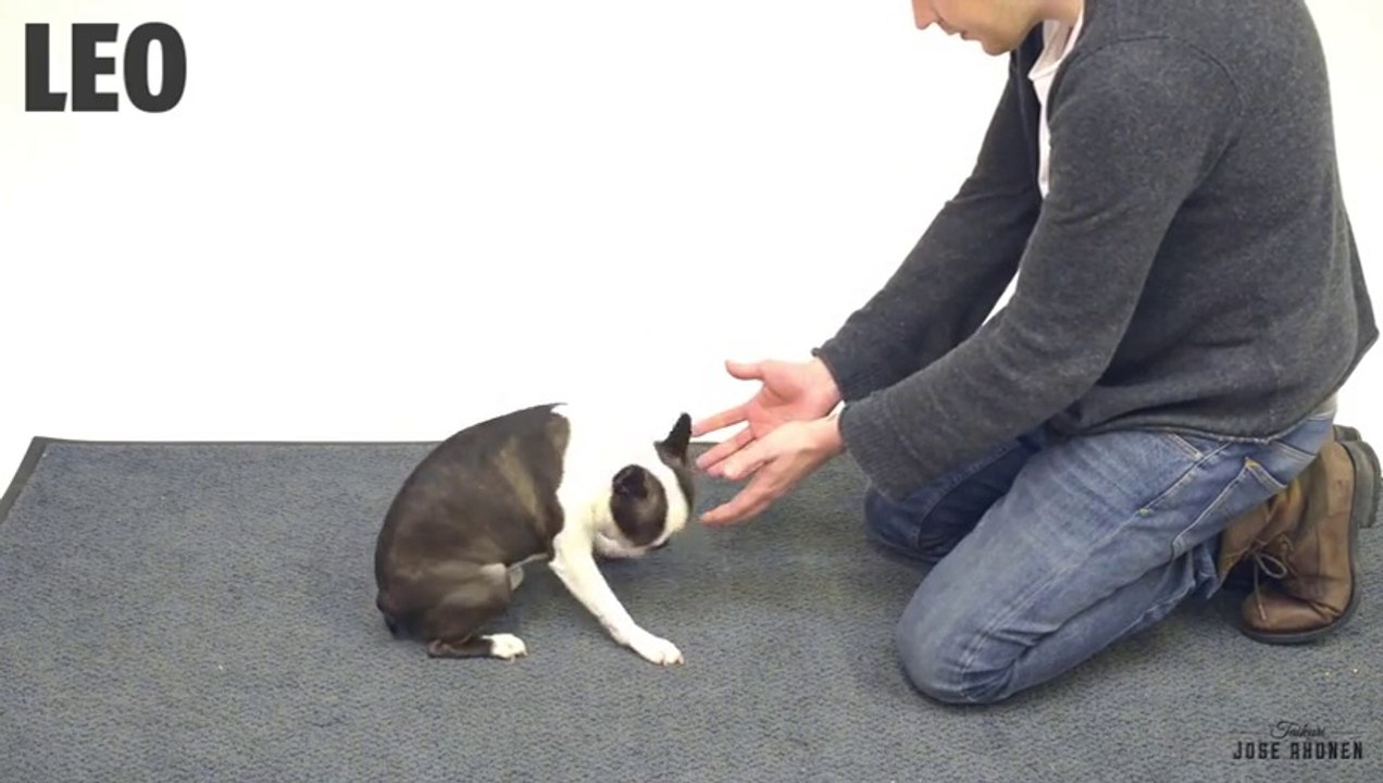 Magic tricks for Dogs (2)... Funny reactions