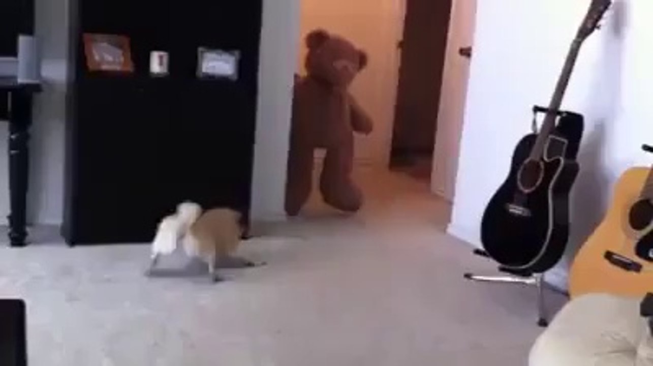 Ted Vs Dog