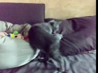 Chaton chartreux