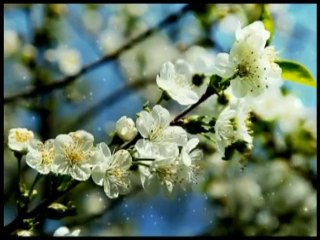 فلسطين هذا الصباح 2-4-2014 ج1