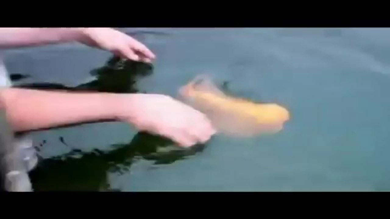 Man Caresses A Fish Like A Dog
