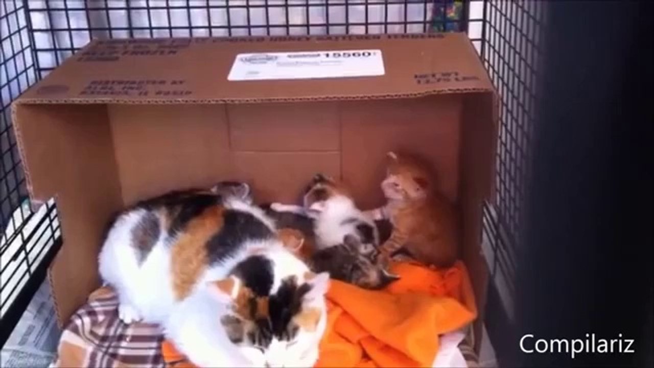 Video des Monats April 2014