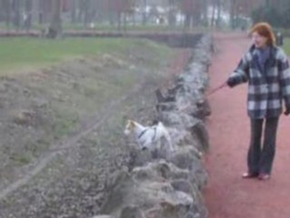 Le chien le plus con (bis)