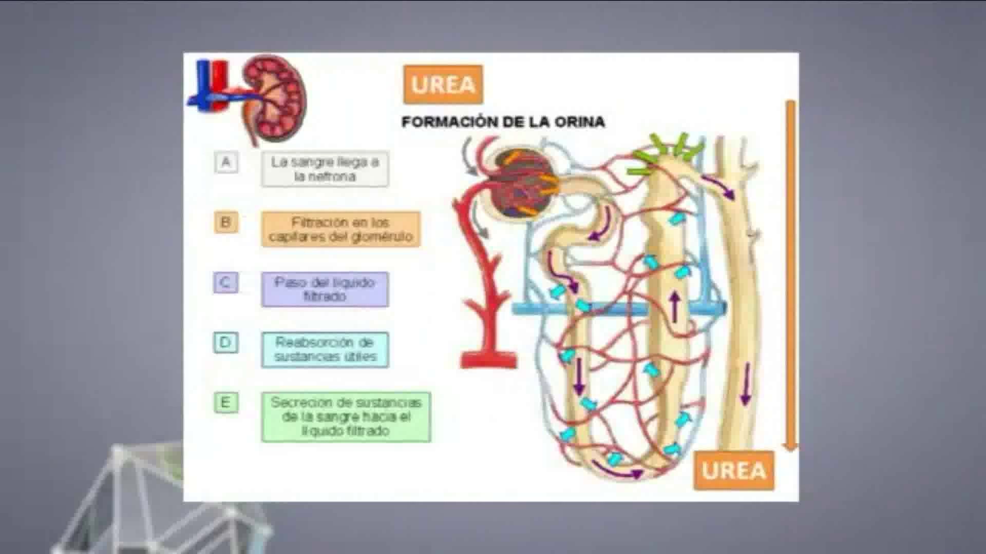 ⁣Dietas hiperproteicas (Dukan): Efectos renales
