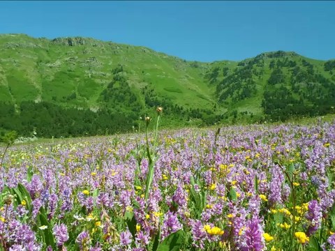 Aşağı Çayırlı Köyü