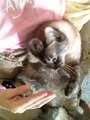 Cute cat wants some petting