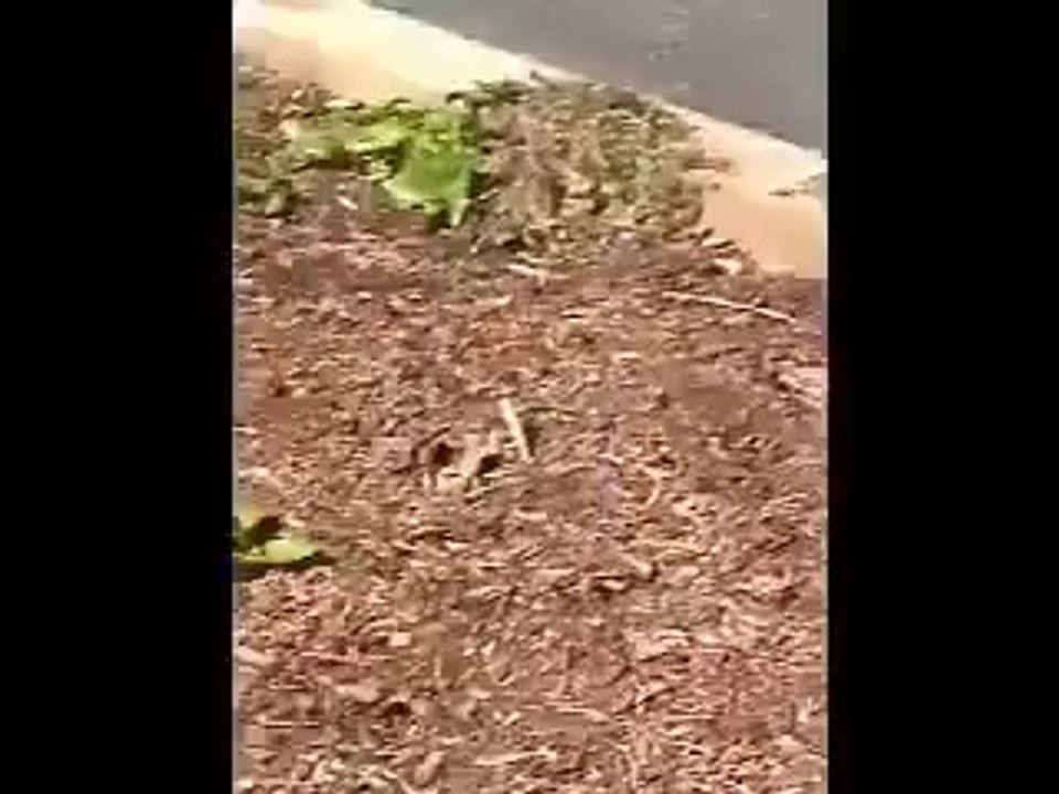 a crazy mouse
